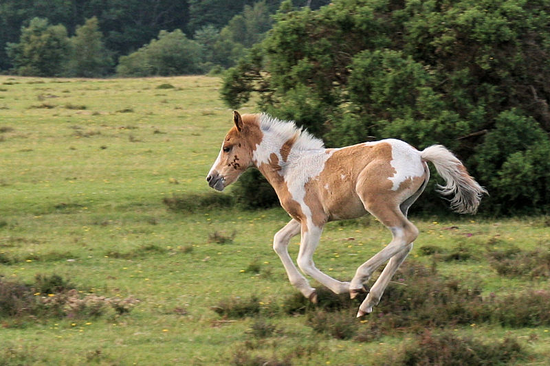 baby born pony farm